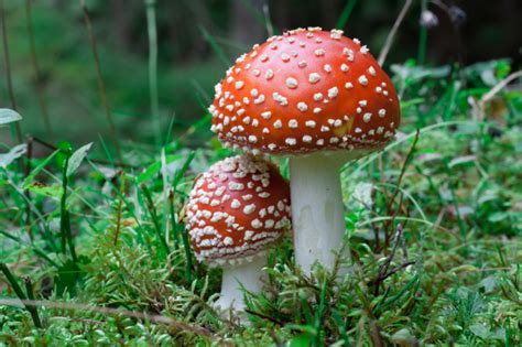 Beyond Psilocybin: Mushrooms Have Lots of Cool Compounds Scientists Should Study | Discover Magazine