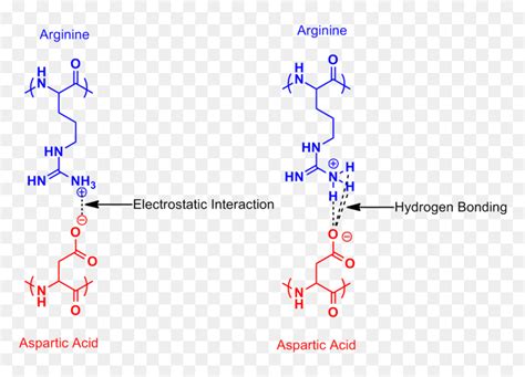 Arginine Aspartic Acid Salt Bridge - Arginine And Aspartic Acid, HD Png Download - vhv