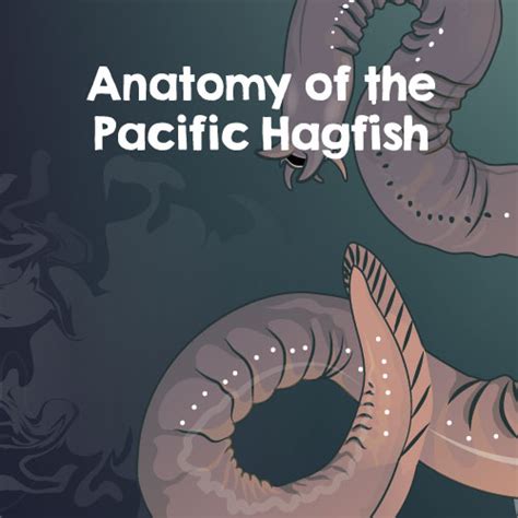 Hagfish Anatomy