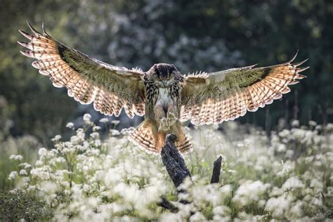 Interestingly Staggering Facts About the Eurasian Eagle-Owl