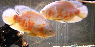 oscar fish care tips & guides: About the Signs of Breeding in Oscar Fish