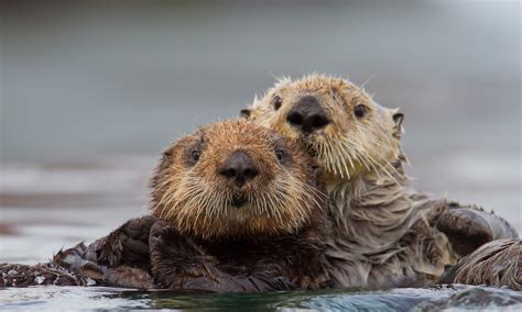 The California Sea Otter Fund | Defenders of Wildlife