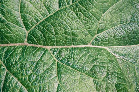 Free photo: Leaf texture - Abstract, Plant, Veins - Free Download - Jooinn