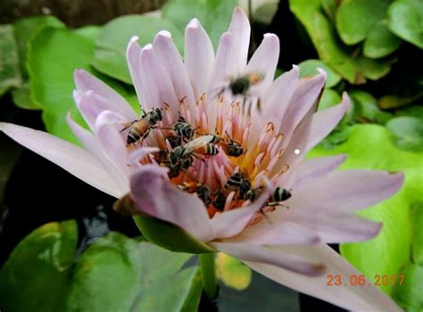 Importance of Bee Pollination - Bee Basket