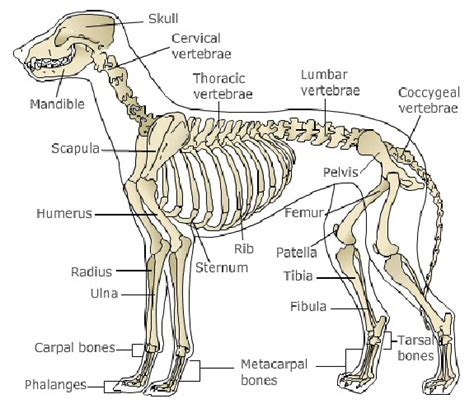 Dog Leg Bones Diagram : Greyhound Anatomy Diagram The Inner Side Of The Front Leg And The Inner ...