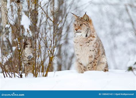 Beautiful Cute Lynx Cub in the Cold Winter Forest Stock Photo - Image of animal, gaupe: 138042142