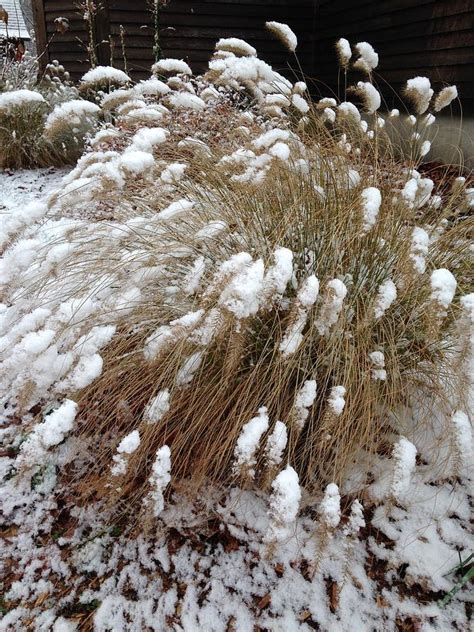 Ornamental Grass in Winter Photograph by Diane Dobrowolski - Fine Art America