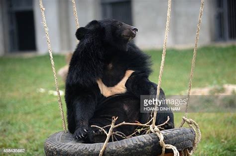 Moon Bear Rescue Center Photos and Premium High Res Pictures - Getty Images