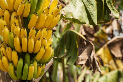 How to Grow a Banana Tree with a Store Bought Banana – Gardening Dream