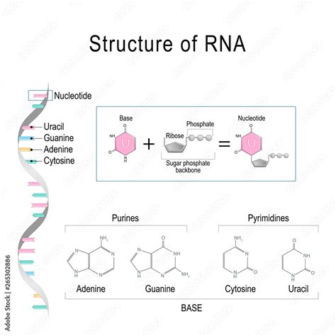 Pyrimidine Nucleotide Structure