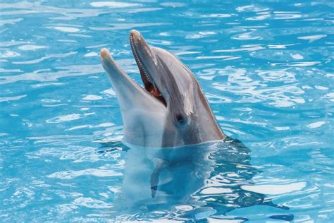 dolphin diet and habitat What do pacific white-sided dolphins eat? exploring the palate