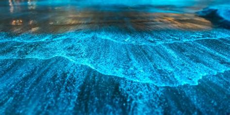 World Oceans Day: The natural wonder of bioluminescence in the ocean - BioLabTests