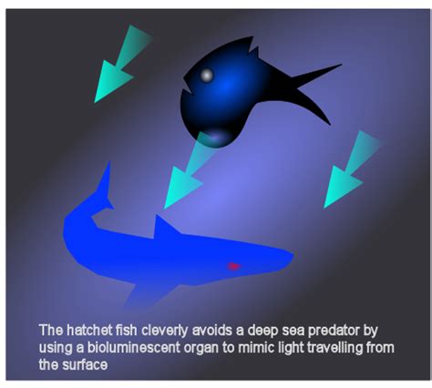 The Hadal Zone Concept Explained a bit better (a deeeeper deep ocean biome) : r/deeeepioartworks