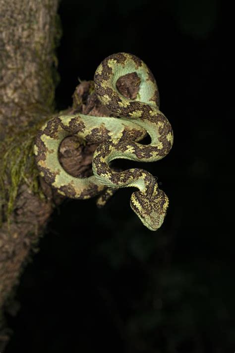 Malabar Pit Viper Seen at Night in Amboli,Maharashtra,India Stock Image - Image of high ...