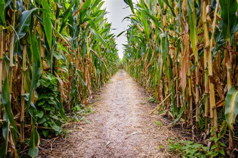 Corn Maze Tips & Tricks from Veteran Mazers - South Carolina Department of Agriculture