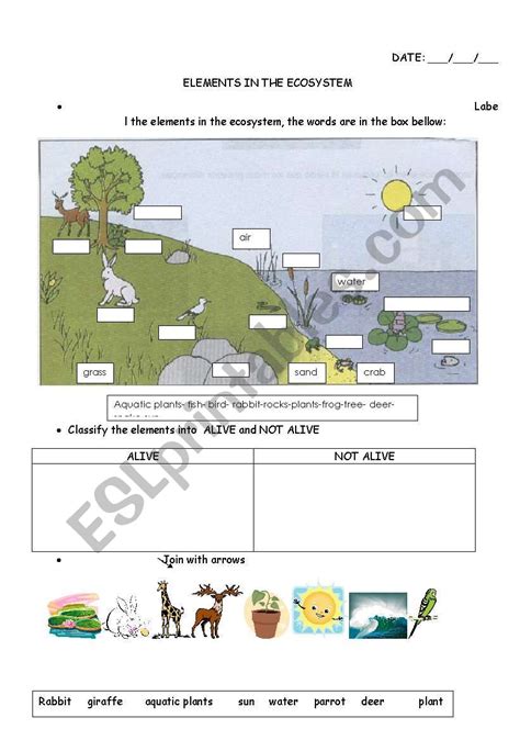 elements in the ecosystem - ESL worksheet by carucha