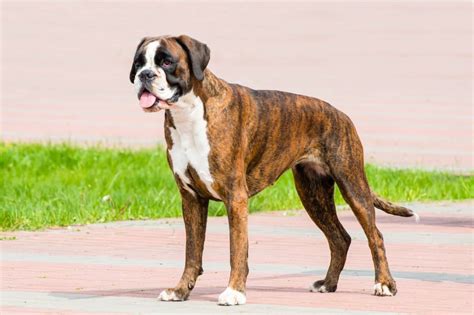 7 Colors and Types of the Boxer Dog Explained (With Pictures)