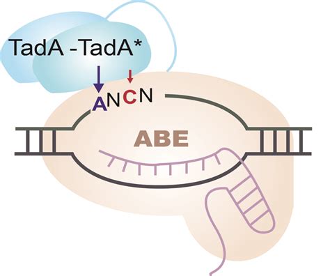 Adenine base editors catalyze cytosine conversions in human cells ...