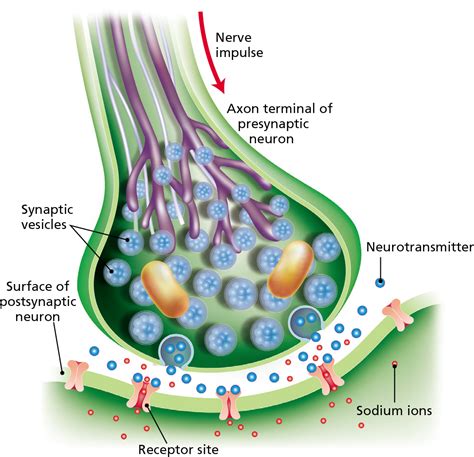 Neurotransmission Diagram