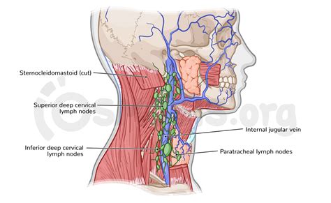 Jugular Lymph Nodes