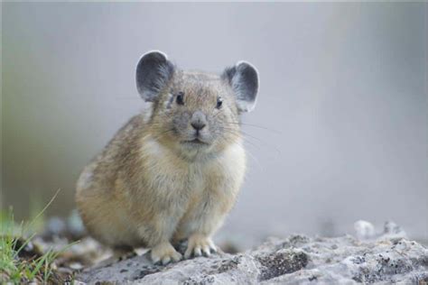 10 Incredible Pika Facts