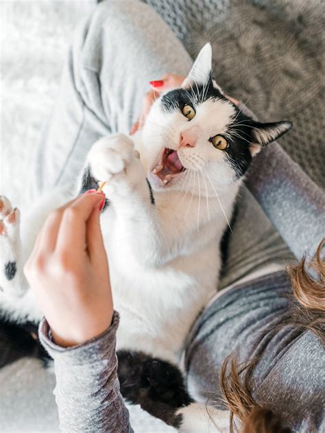 A Study Finds Cats Make Nearly 300 Unique Facial Expressions · The Wildest