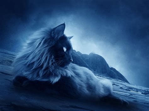 🔥 [50+] 3D Cat Wallpapers | WallpaperSafari