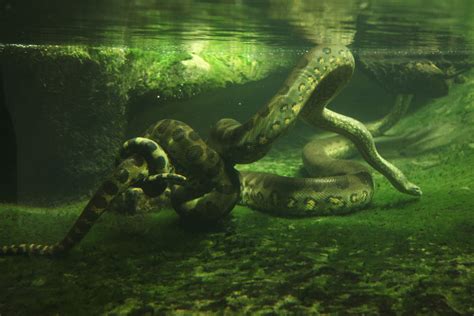 Green Anaconda Facts | CRITTERFACTS