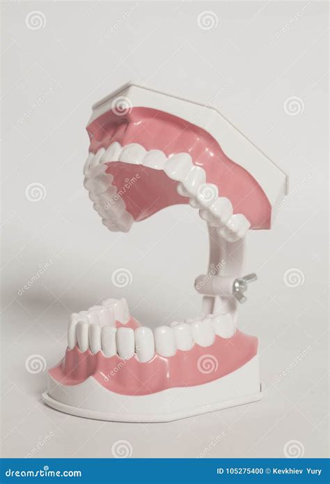 Dental human teeth model stock photo. Image of orthodontal - 105275400