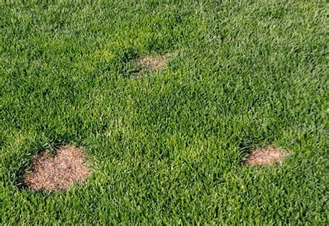 Brown Patch Fungus in Lawn: 10 Steps to Keep Your Yard Healthy - American Lawns | Lawn Tips and ...