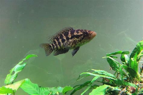 Jaguar Cichlid Care - Size, Life Span, Tank Mates, Breeding