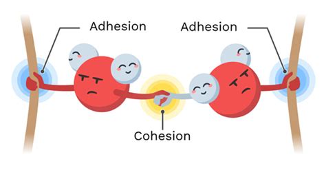 Adhesion and Cohesion of Water - Labster