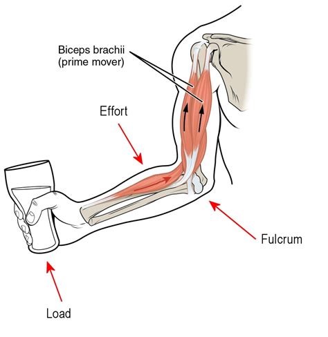 Examples Of A Lever