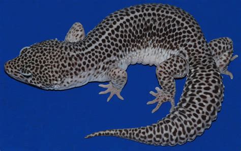 35 Awesome Leopard Gecko Morphs (With Pictures): The Complete Guide