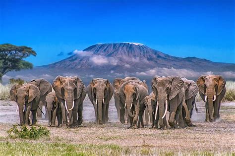 Kilimanjaro National Park - Afovas Tour