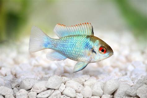 22 Small Aquarium Fish Species for Your Freshwater Tank