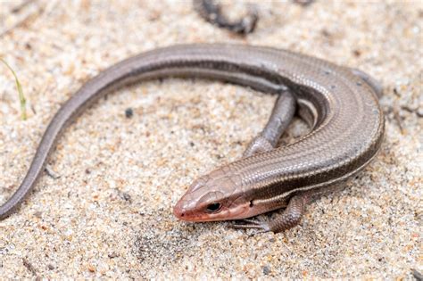 Southeastern Five-lined Skink | South Carolina Partners in Amphibian and Reptile Conservation