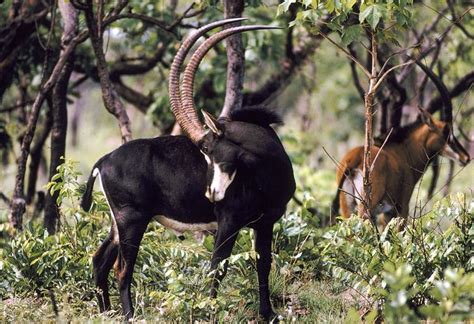 Giant sable antelope - Alchetron, The Free Social Encyclopedia