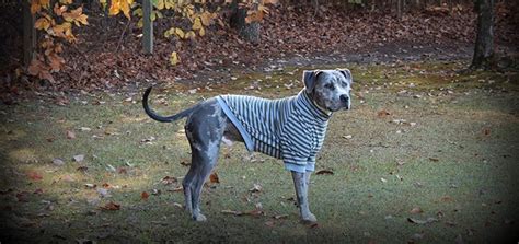 10 Best Dog Clothes for Large Dogs Because They Deserve to Dress Up, Too | The Dog People by ...