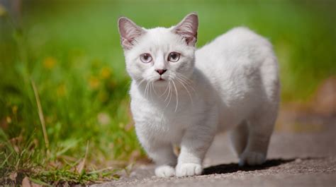 5 Things You Didn't Know About Munchkin Cats | Interesting Cat Facts