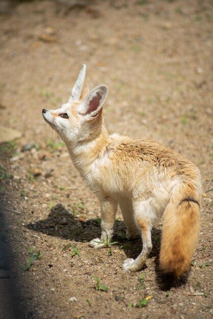 Premium Photo | Portrait of animals in the prague zoo