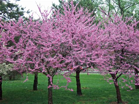 Best Spring-Flowering Trees and Shrubs | Better Homes & Gardens