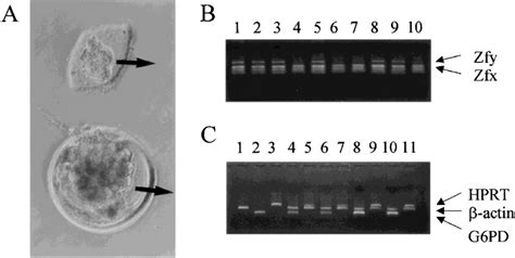 (A) Biopsy of 5-10 blastomeres from a bovine embryo at early blastocyst ...