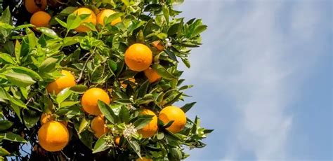 5 Reasons Why The Orange Leaves Are Curling [How To Treat]