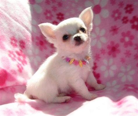 Chihuahua Puppies For Sale | Austin Street, TX #184145