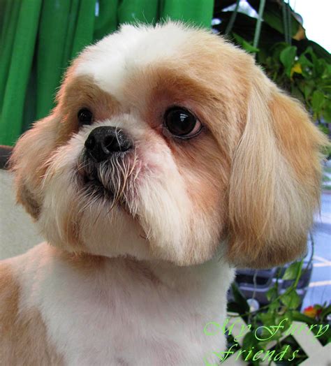 Pet Grooming: The Good, The Bad, & The Furry: Scissoring a Shih-Tzu Head