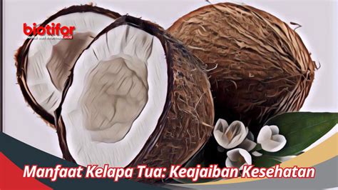 Manfaat Kelapa Tua: Keajaiban Kesehatan dalam Buah Tropis yang Eksotis