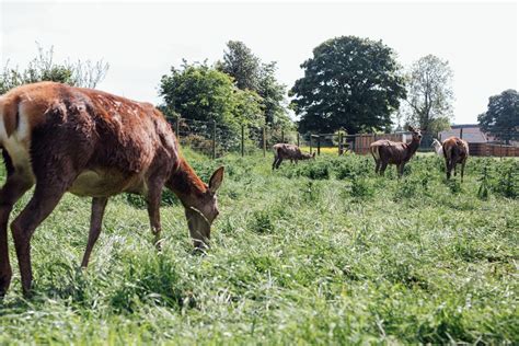 Llama Trekking - The Jungle NI