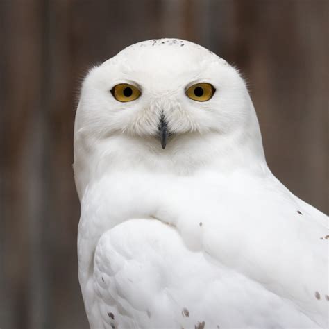 Simple Snowy Owl Drawing