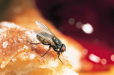 Fly | Definition, Features, & Types | Britannica